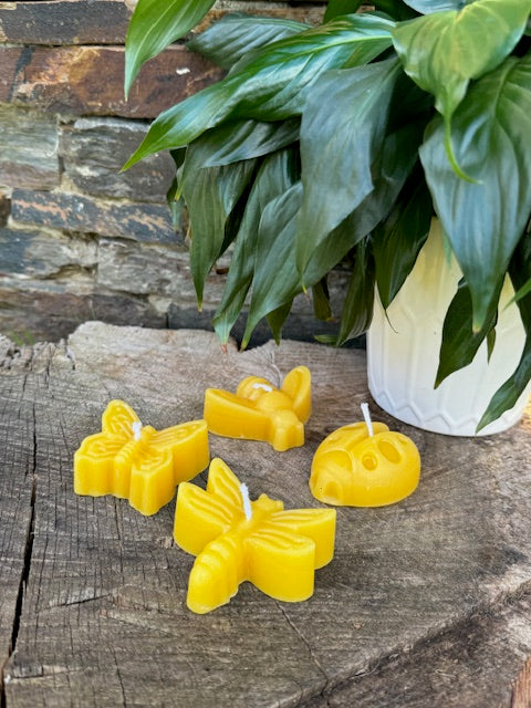 Insect Candles