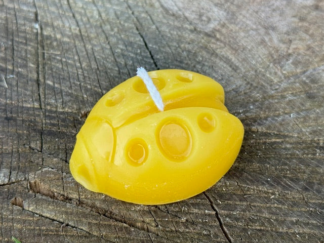 Insect Candles